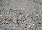 Sneeuwvink (White-winged snowfinch) (Montifringilla nivalis) - parkeerplaats Yolin Am (5)